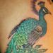 Tattoos - peacock - 59539